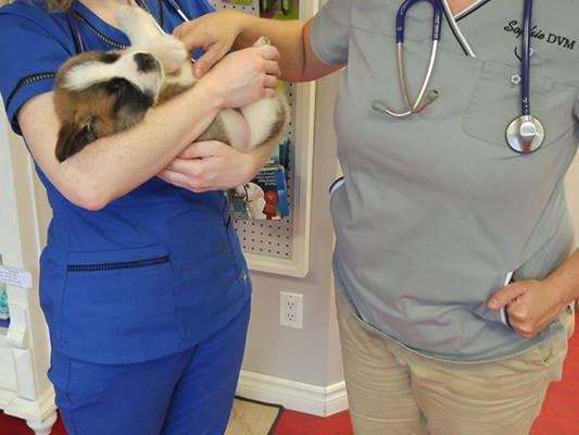 sophie and dr tara